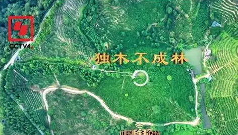 央視、學習強國等十多個平臺同時推送梧州采春茶．梧州六堡茶